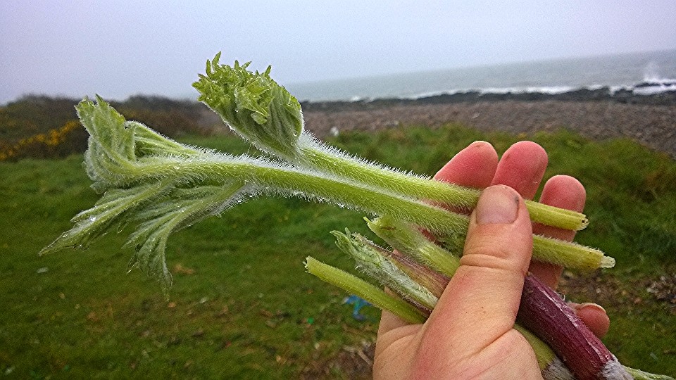 Common Hogweed Identification, Edibility, Distribution Galloway