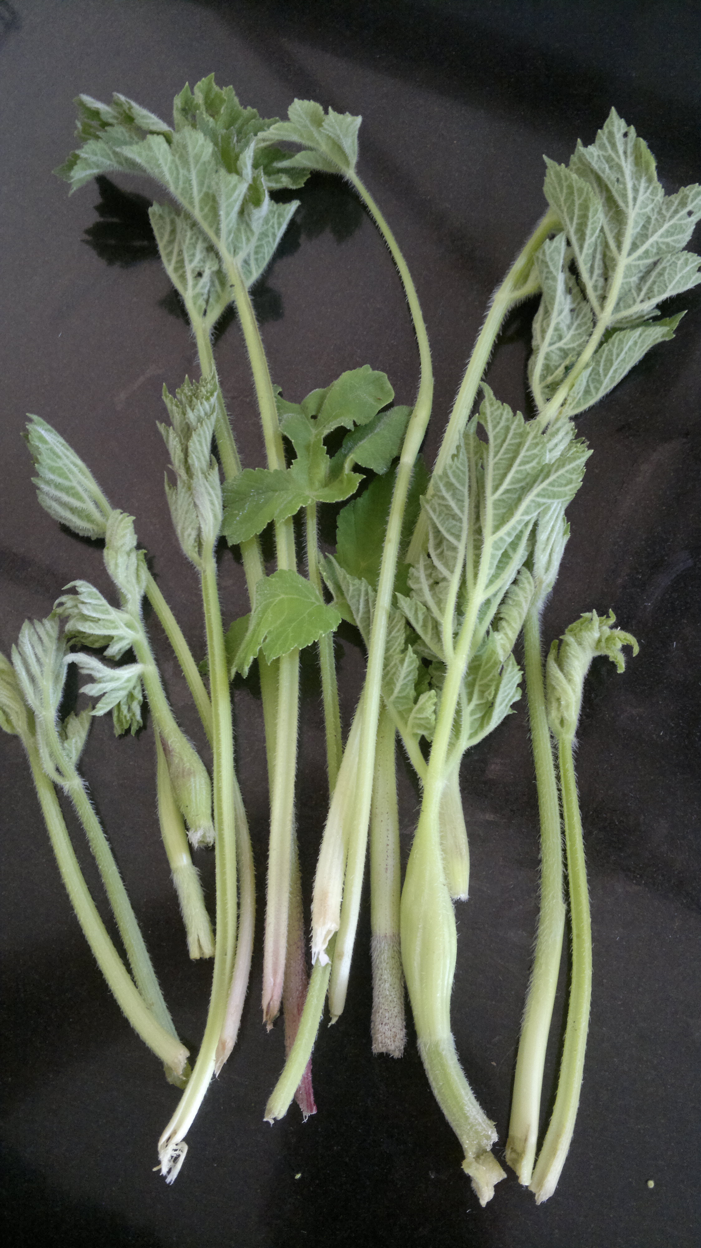 Common Hogweed Identification, Edibility, Distribution Galloway