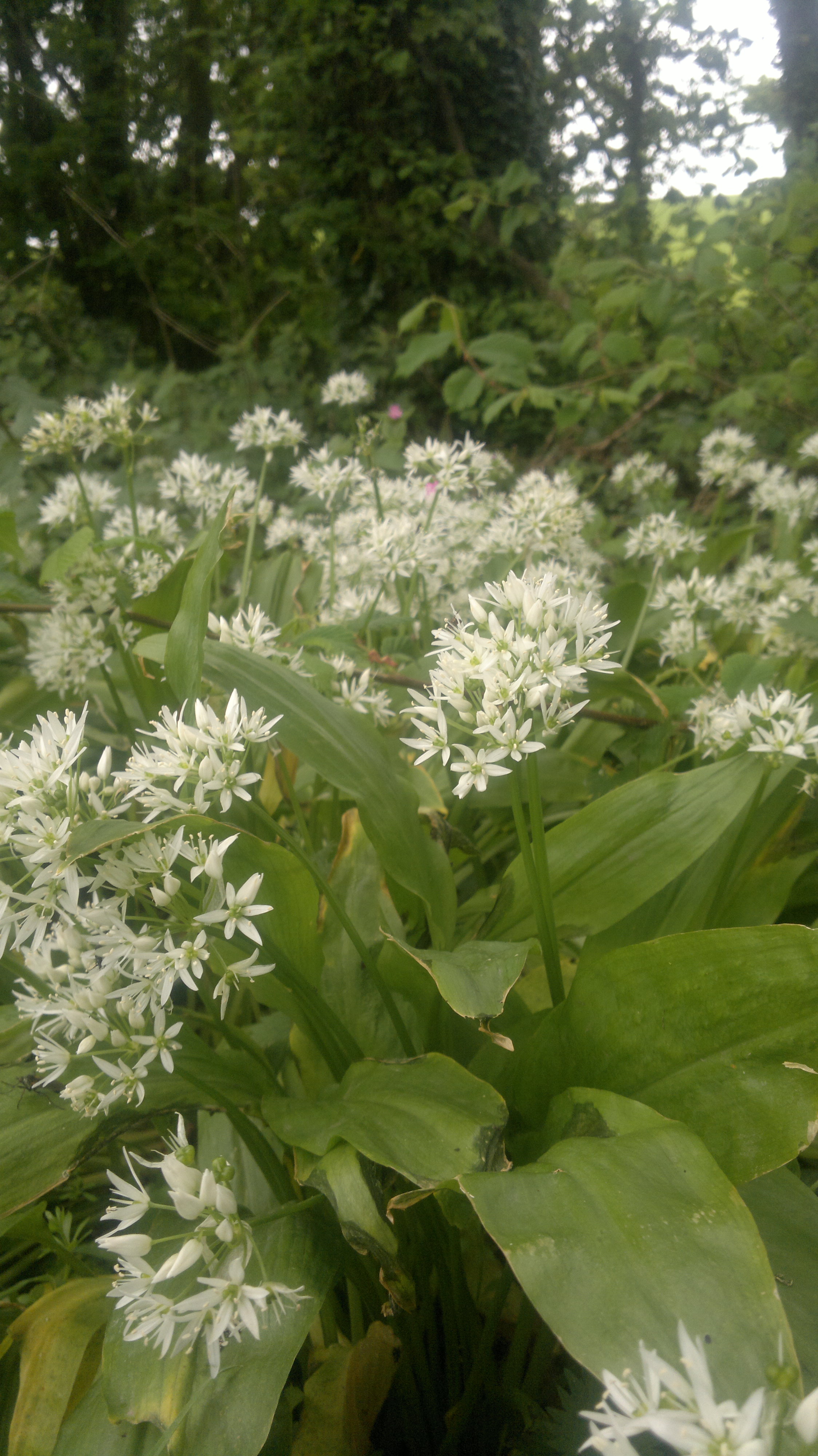 Wild Garlic Ramsons Edibility Identification Distribution 