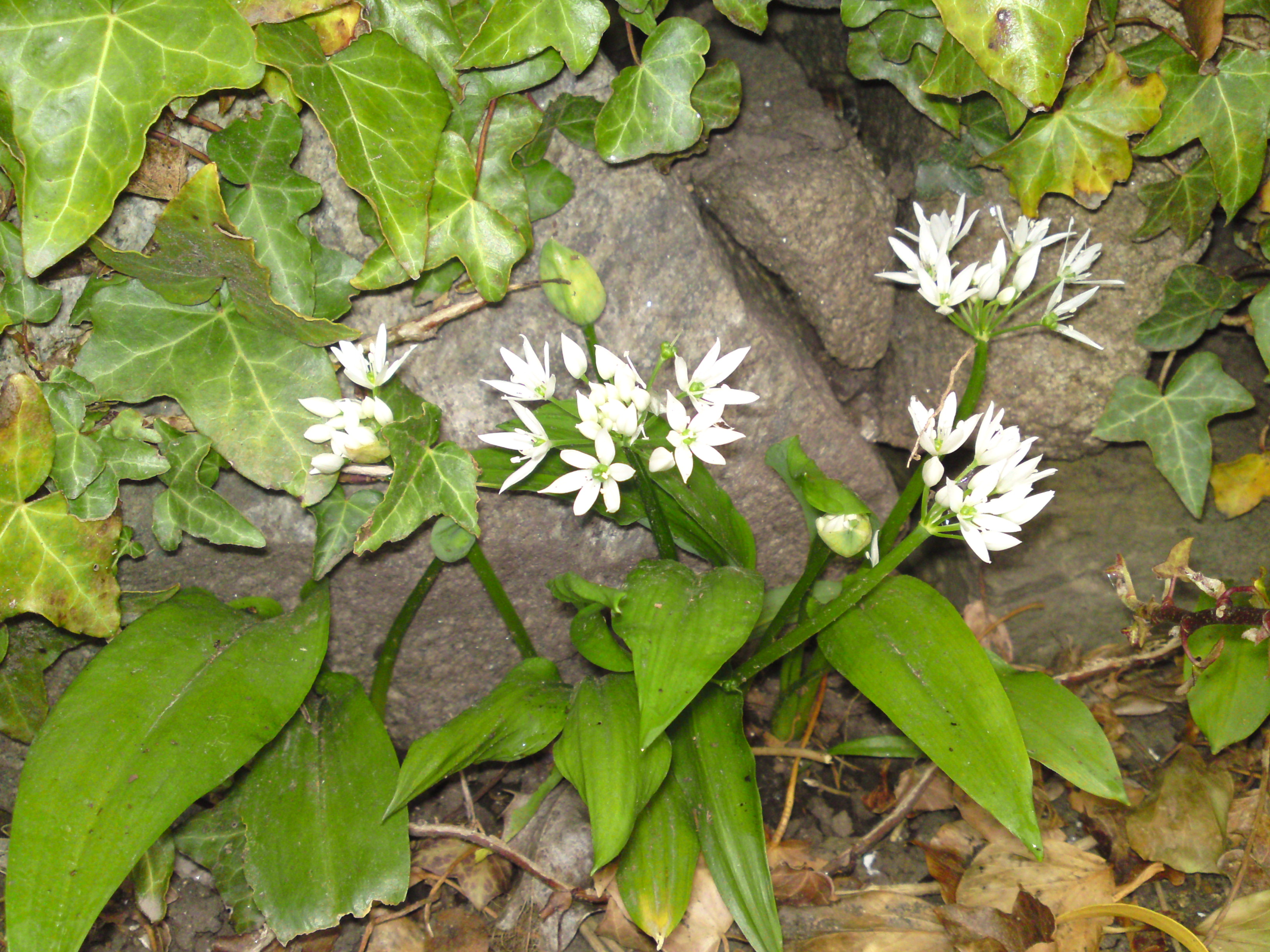 Wild Garlic Ramsons Edibility Identification Distribution 