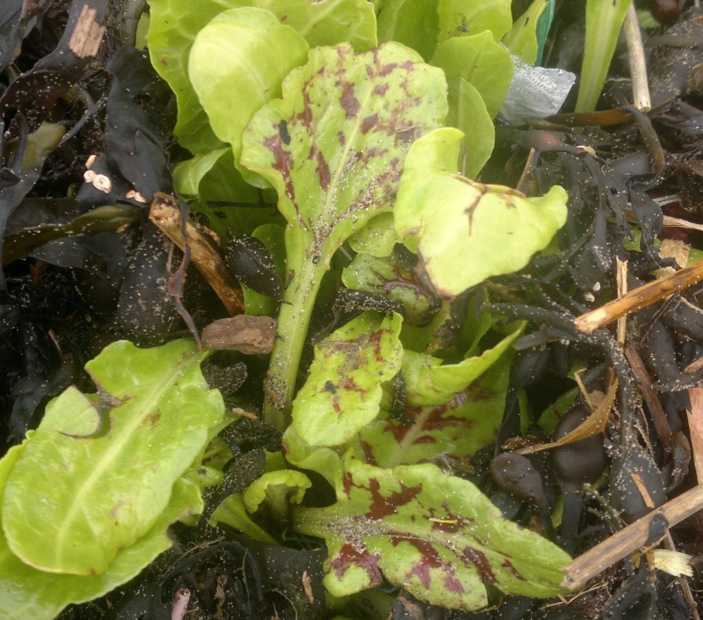 Young sea beet leaves, showing purple markings