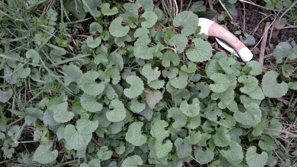 Garlic Mustard Edibility, Identification, distribution Galloway
