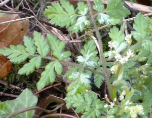 swt cic with markings