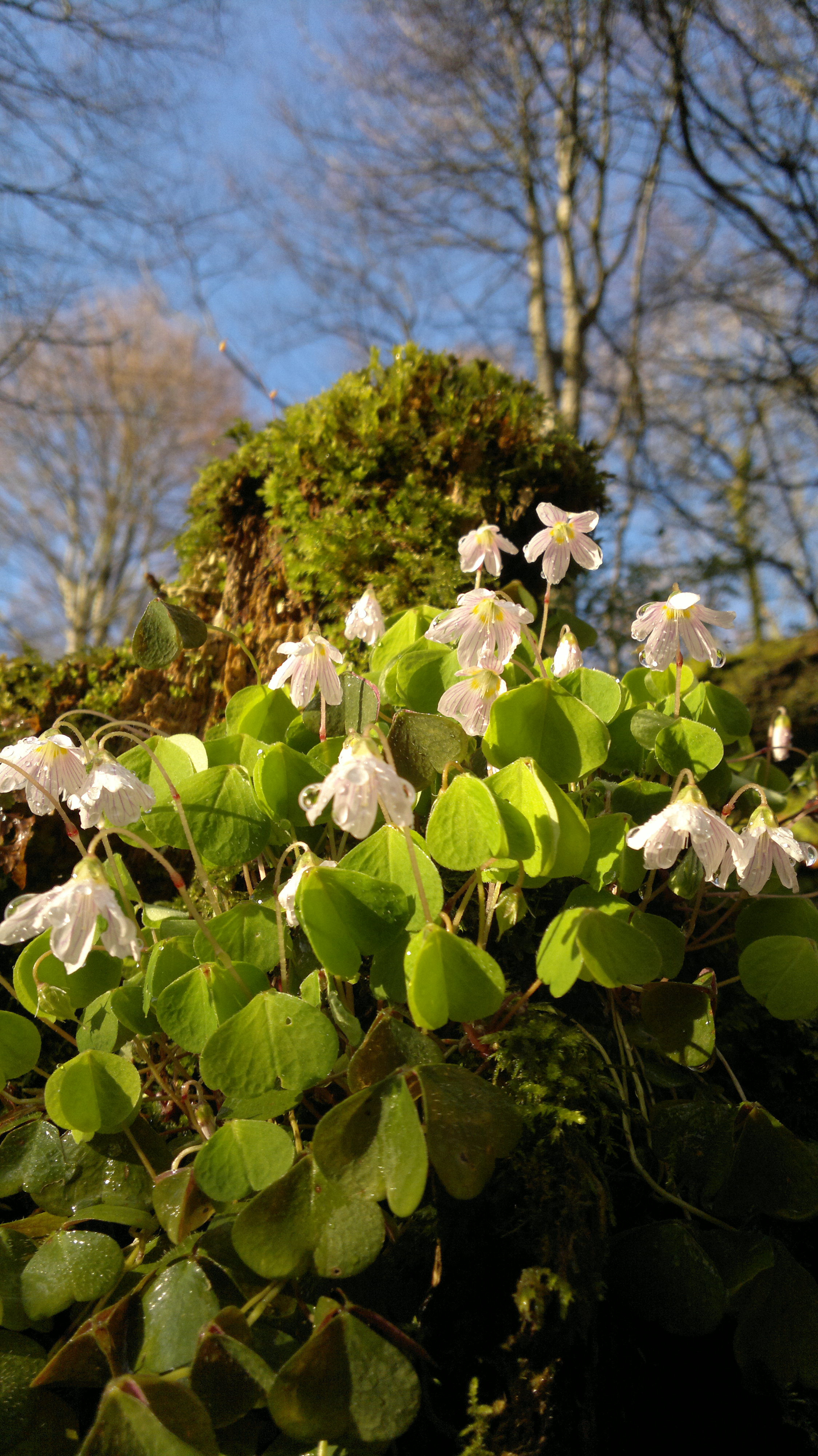 Wood Sorrel Identification, Edibility, Distribution Galloway Wild Foods