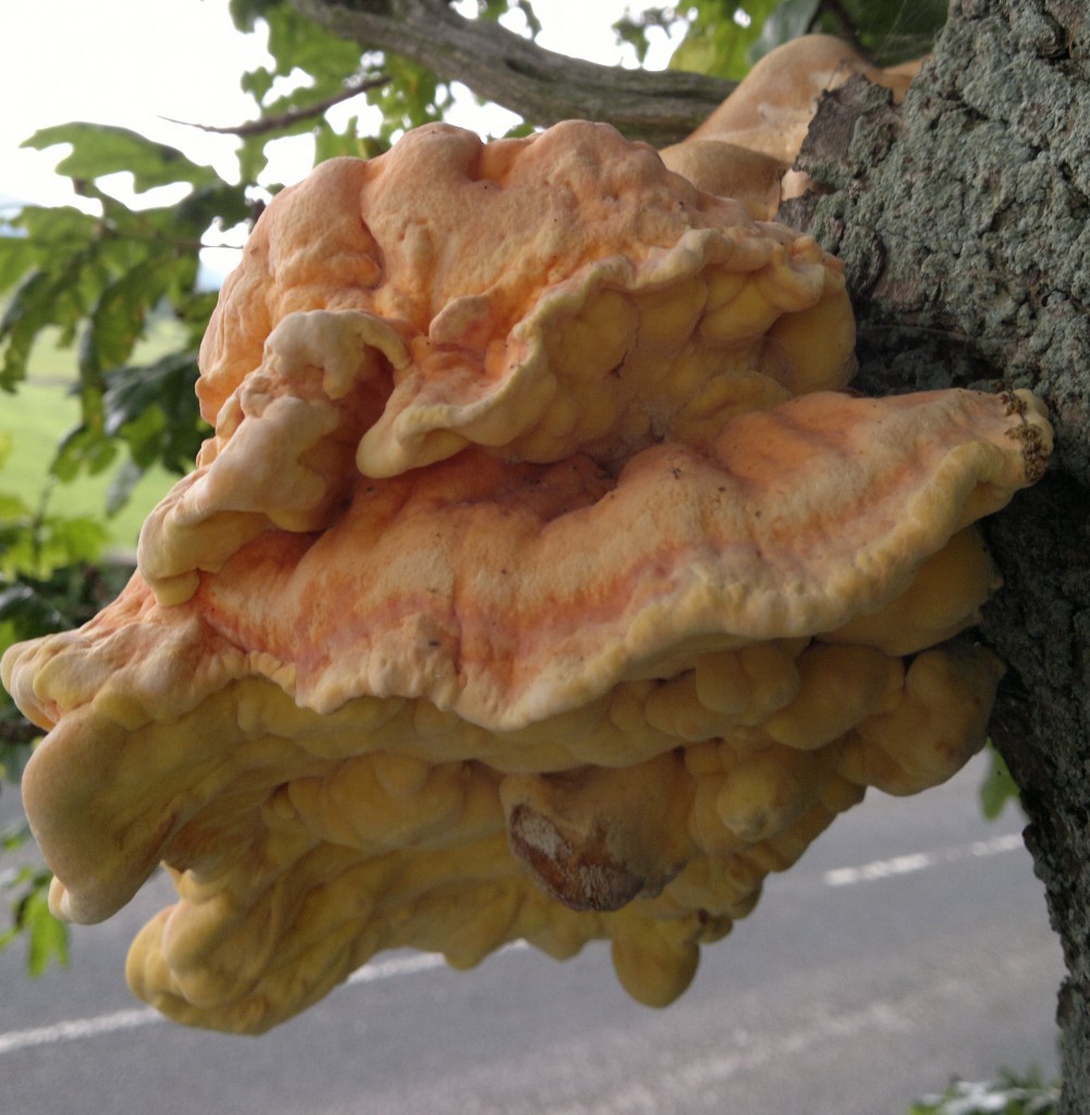 Older chicken of the woods. Most of this specimen was too dry and hard to digest for the kitchen, but I did dehydrate, powder and add to my seaweed/fungi stock powders.