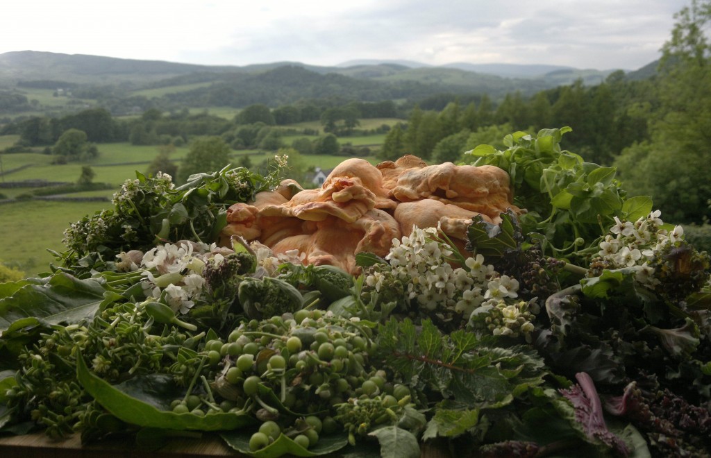 Chicken of the Woods +15 wildfoods of the fleet valley
