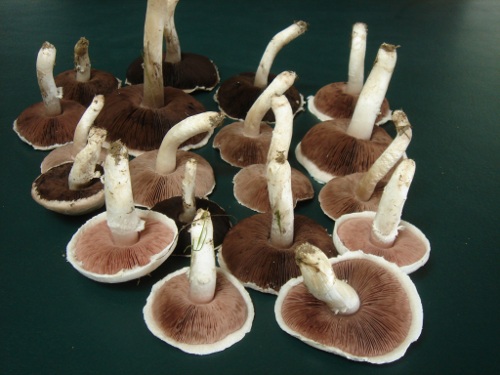 field mushrooms (agaricus campestris)