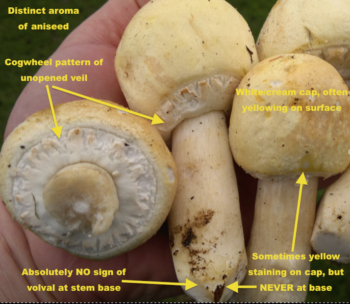Horse Mushrooms Edibility, Identification, Distribution Galloway Wild Foods