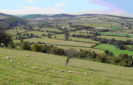 horse mushroom ring welsh border