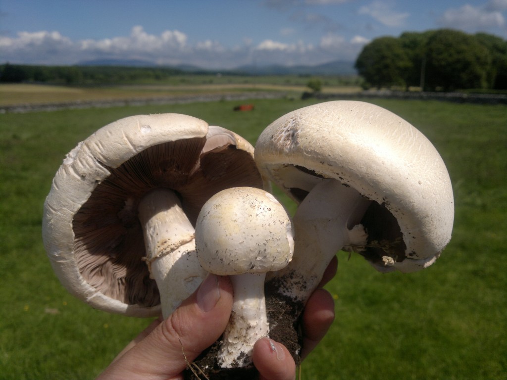 Horse Mushrooms (agaricus arvensis)
