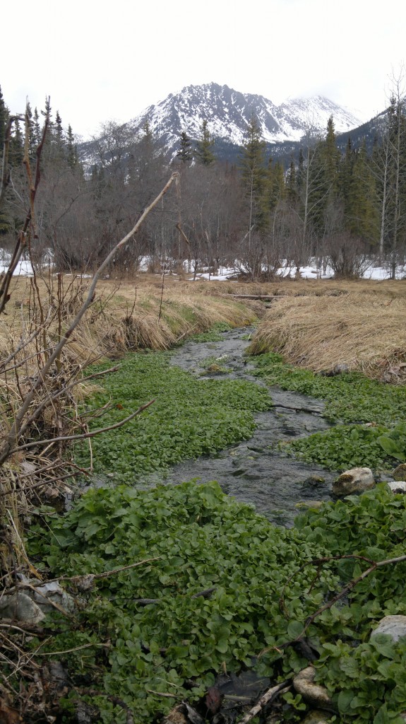 Wild food can be found if you look hard and get lucky: We found this watercress thriving in a warm spring that bubbled up through the ice!