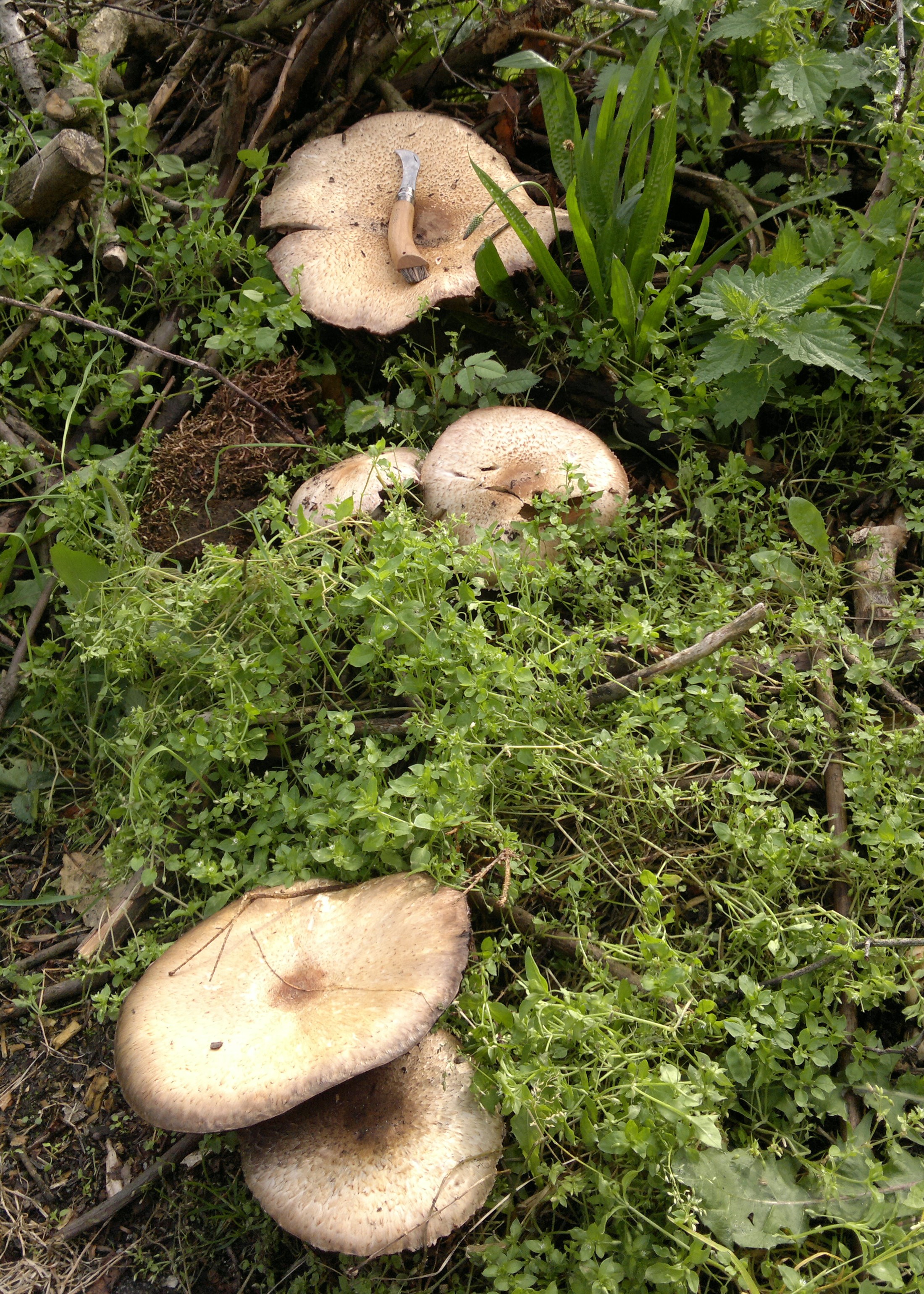 Horse Mushrooms Edibility, Identification, Distribution Galloway