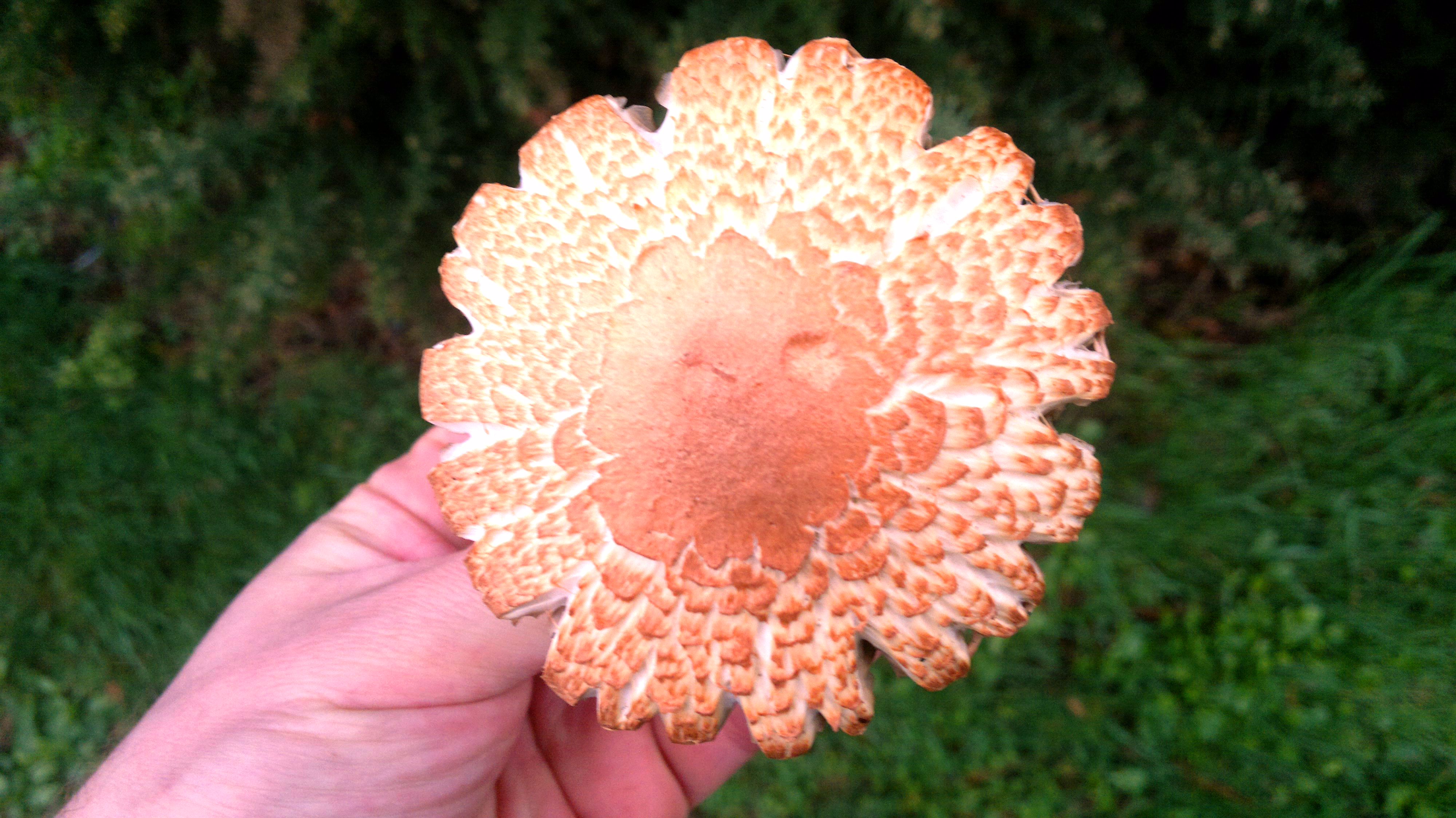 Horse Mushrooms Edibility, Identification, Distribution Galloway
