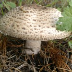 The Prince (agaricus augustus)