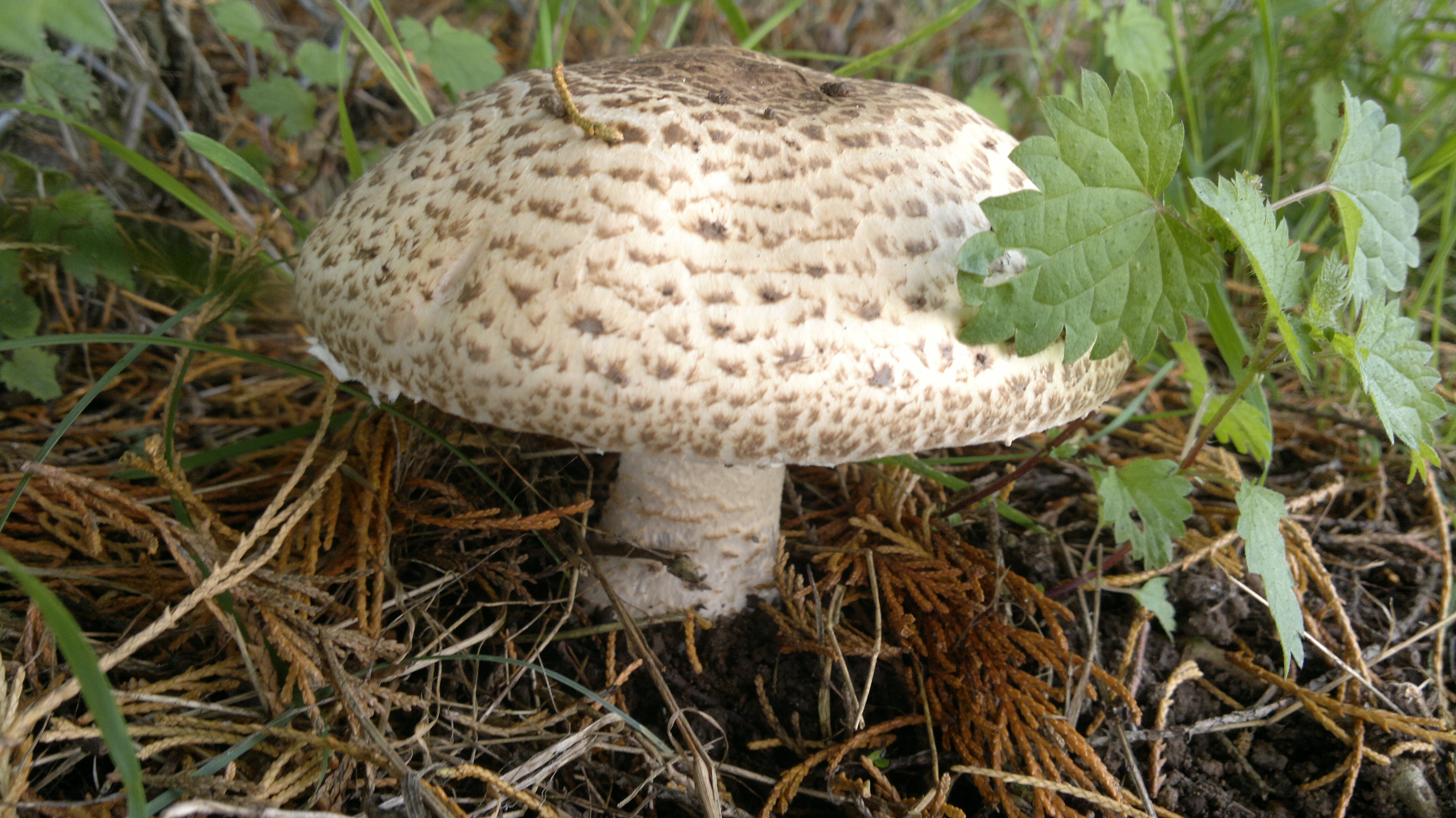 horse-mushrooms-edibility-identification-distribution-galloway