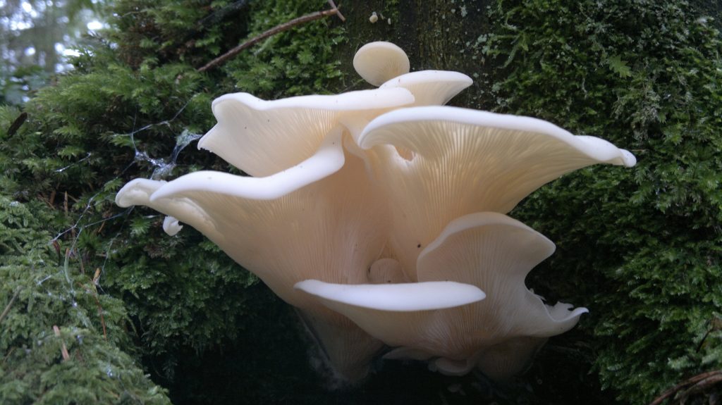 Angel Wings, Pleurocybella porrigens