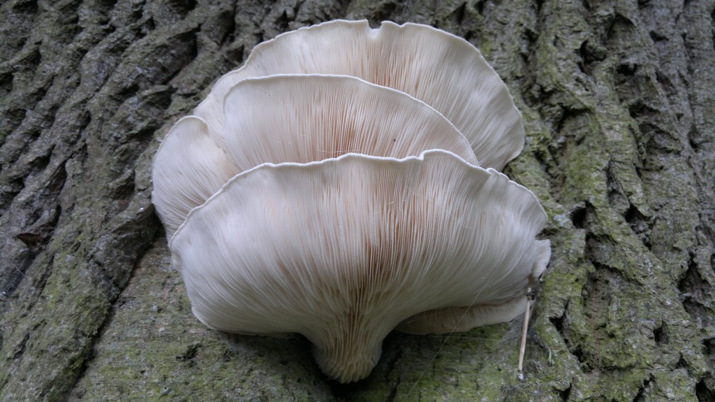 Wild Mushroom Identification Chart Ireland