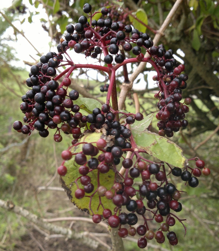 elder berries3