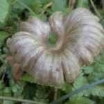 ?balloch wood1