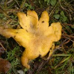 earthball star