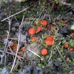 eyelash fungus