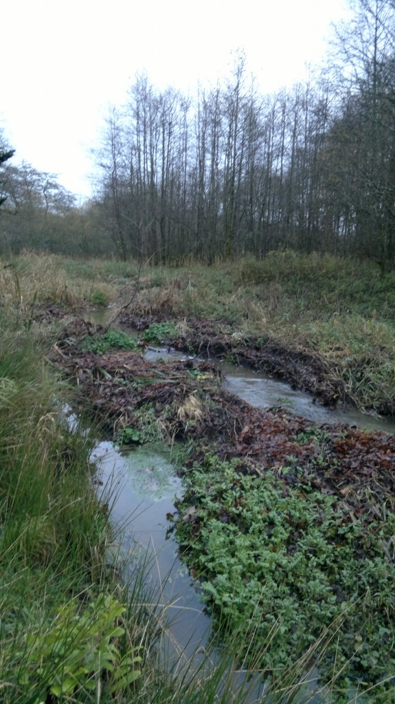 greater cuckooflower habitat
