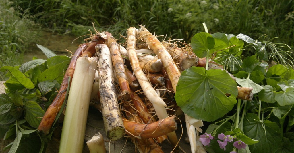 mint, reedmace, greater cuckooflower
