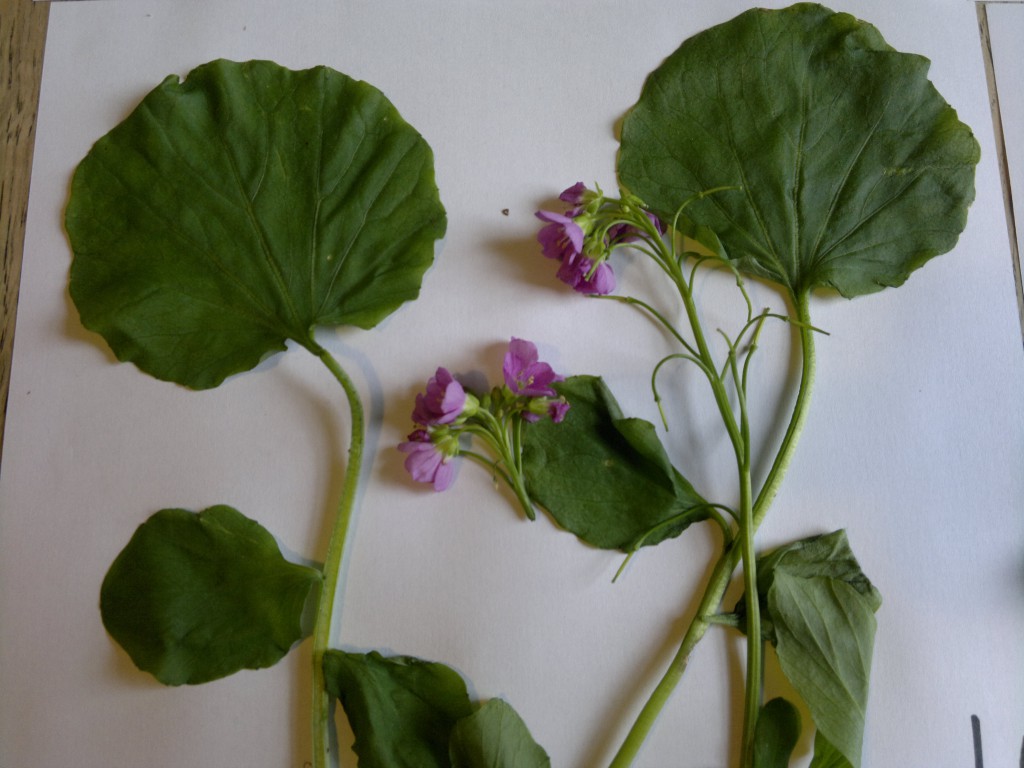 greater cuckooflower2 - cardamine raphanifolia