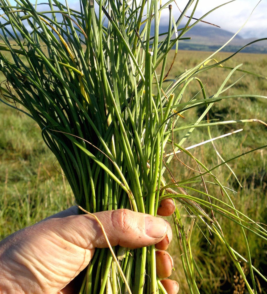 sea arrowgrass/coriander grass bunch