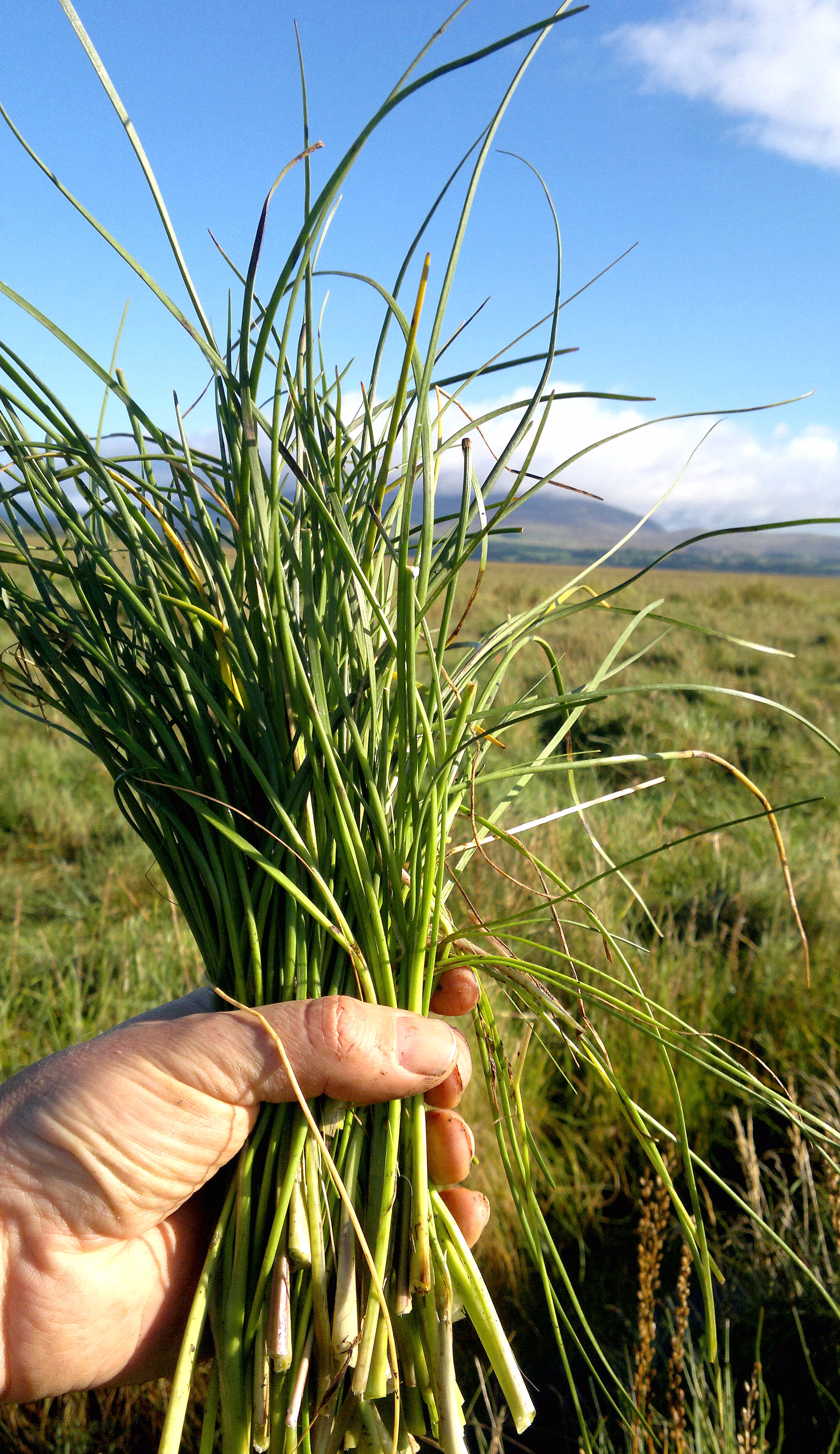 Sea Arrowgrass Identification Distribution Edibility Galloway 