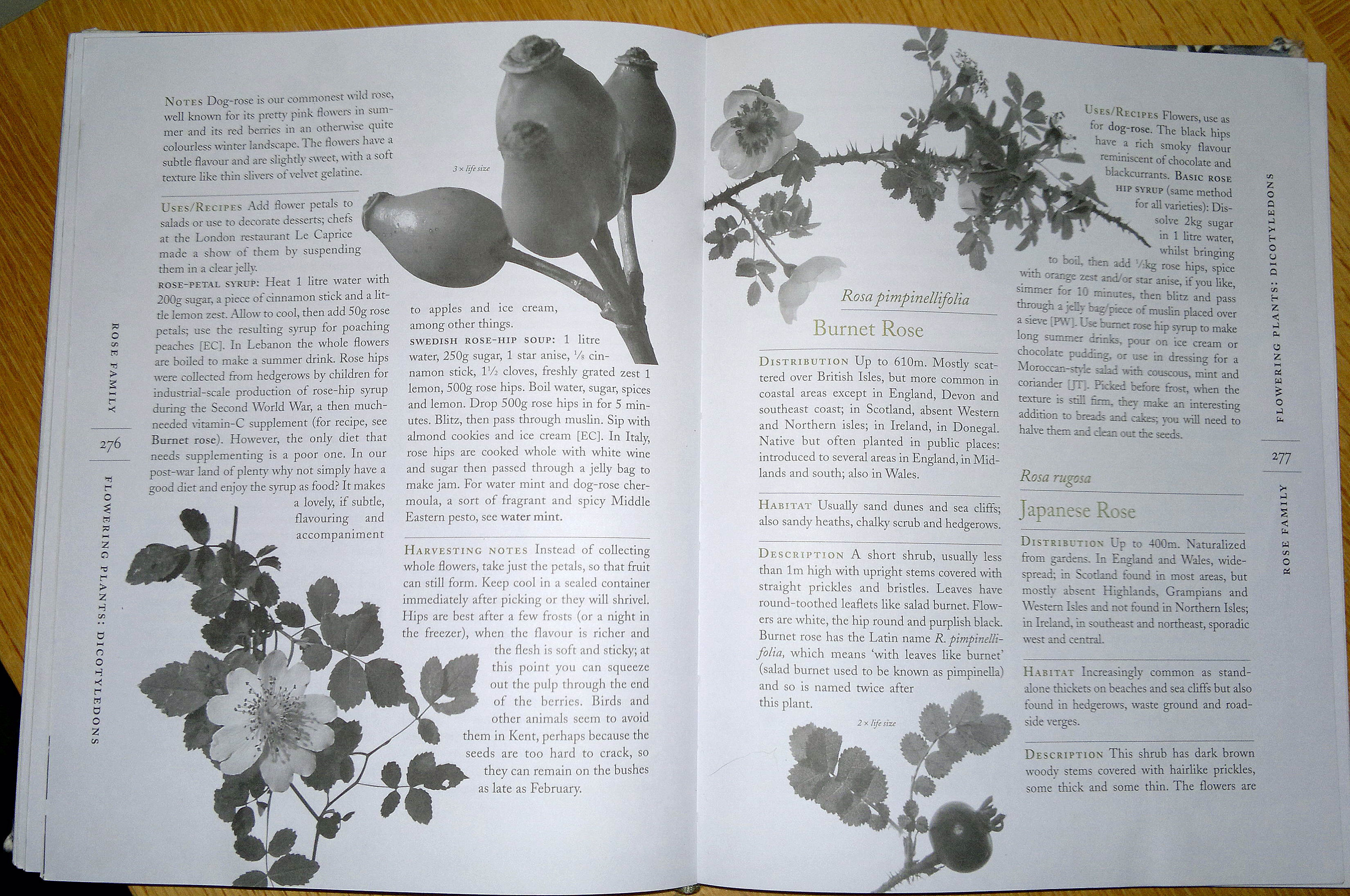 Review Of Plant Foraging Guidebooks Galloway Wild Foods