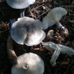 clouded agaric study