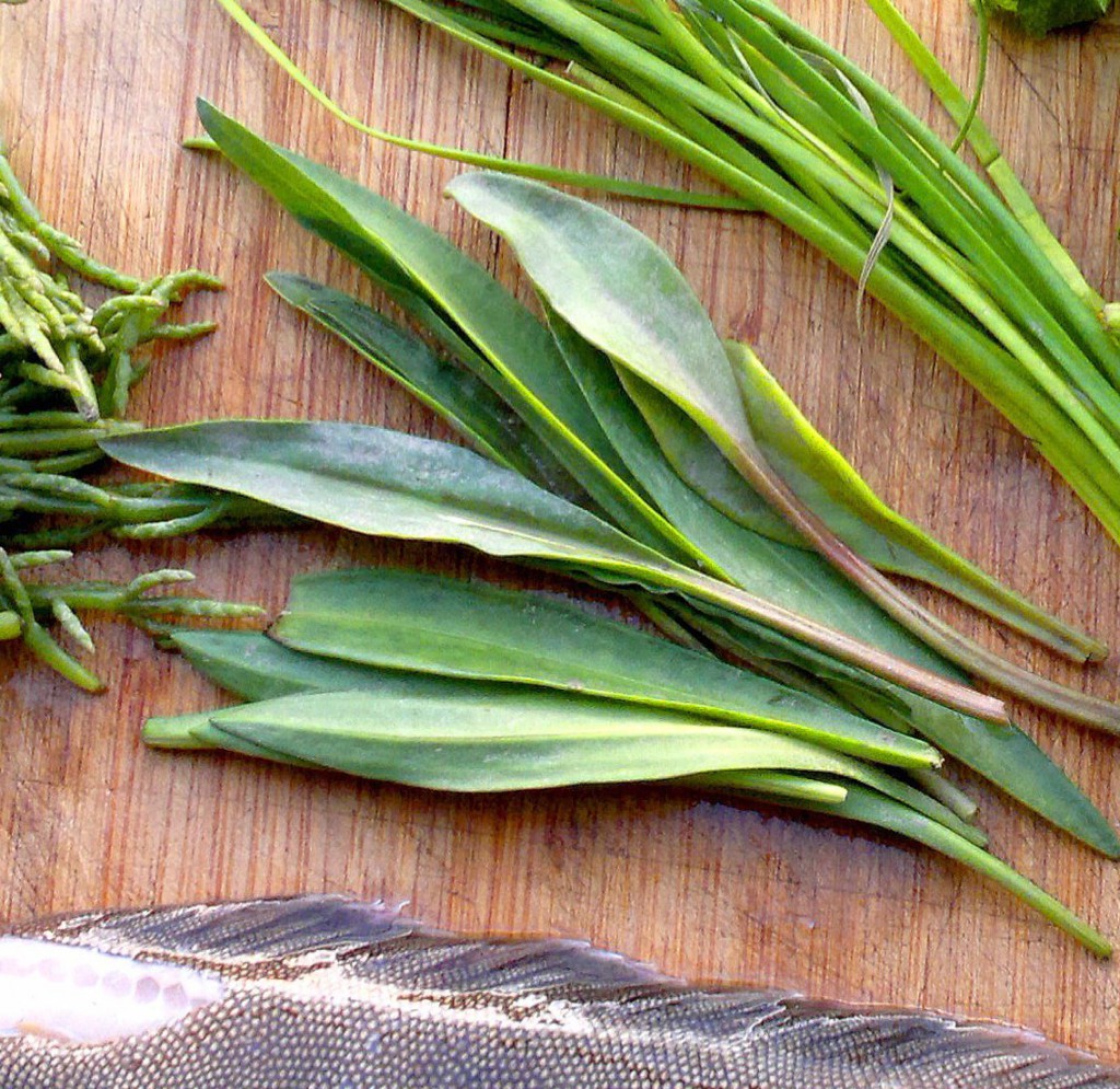Mature sea aster leaves - still good eating