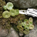 pennywort