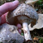 shaggy parasol