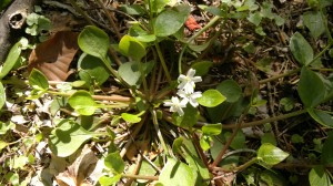 pinkpurslane1