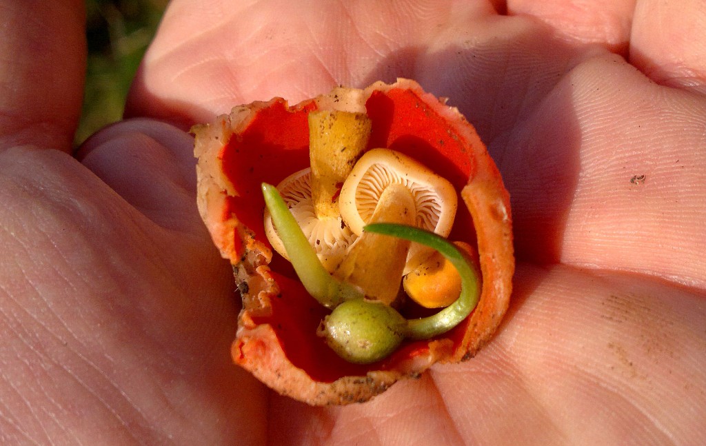 Elf cup canape 310120131890_1