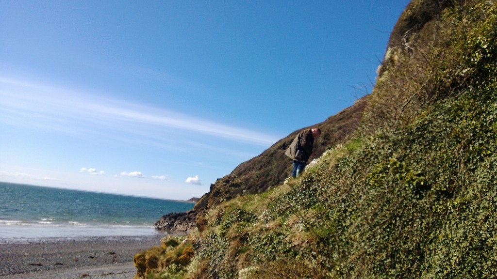 Chris picking scurvy grass and stonecrop off the sea cliff