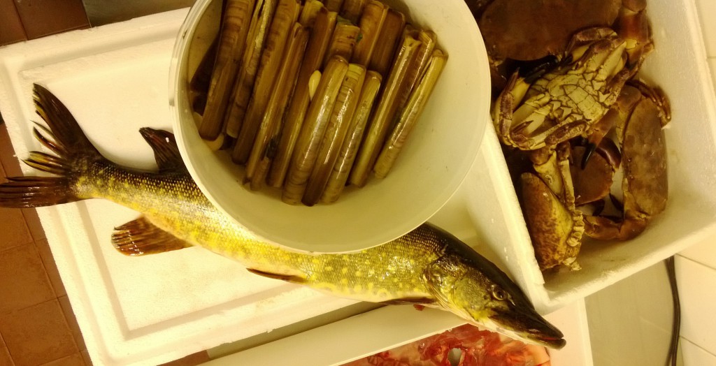 Pike, spoots, crabs, red deer rib