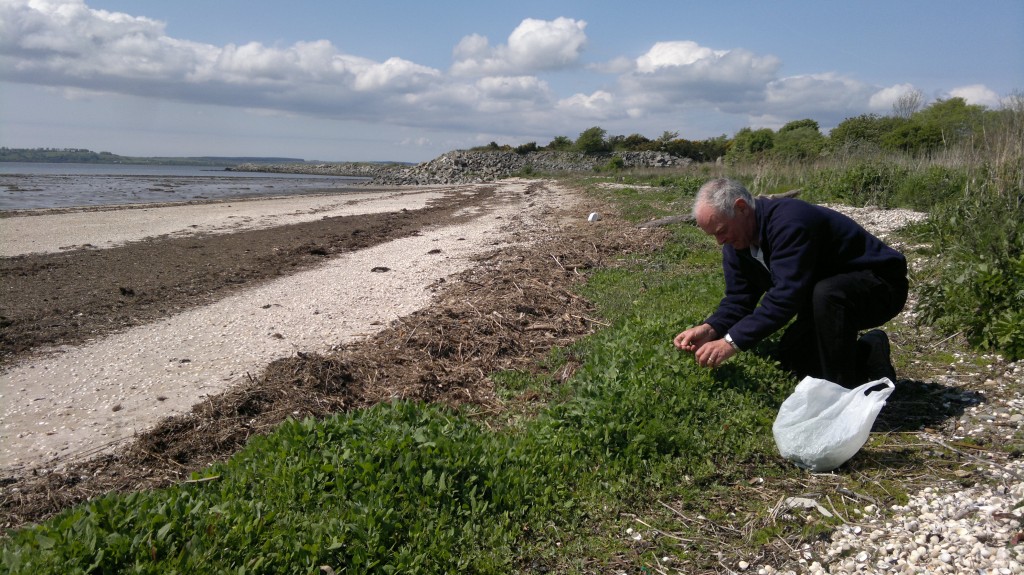 My dad picking orache. A task that is best shared if you want to acquire a decent quantity!