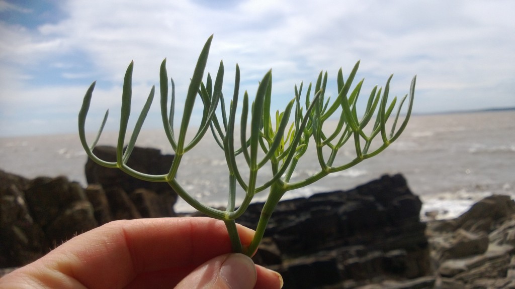 Rock samphire close up