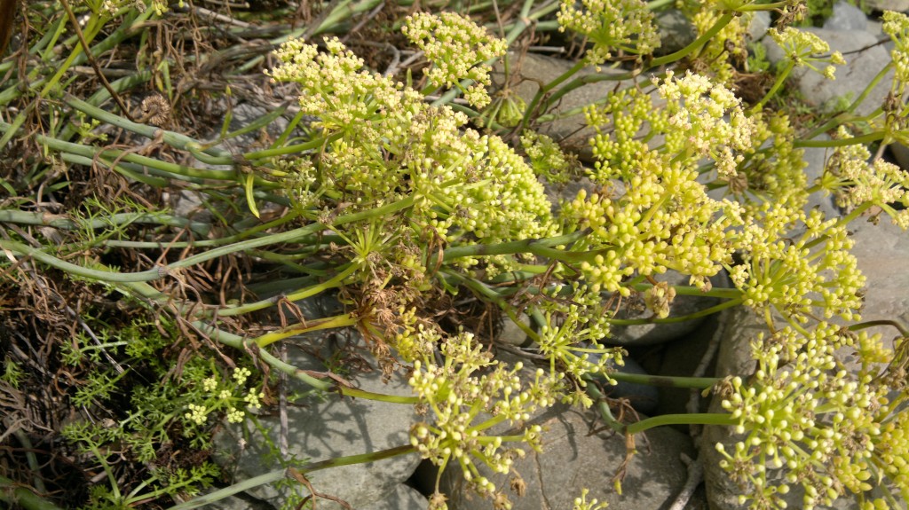 rock samphire seed heads