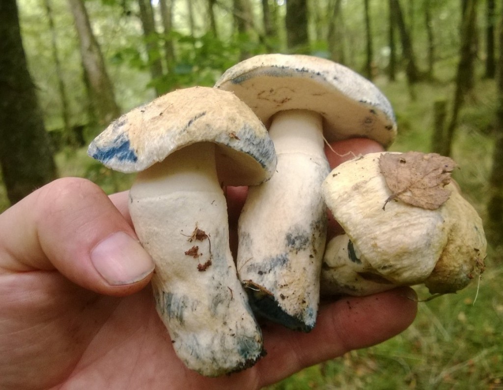 Cornflower bolete - gyroporus cyanescens
