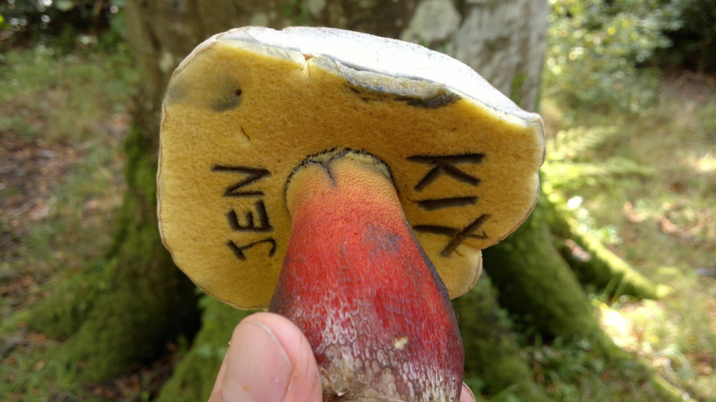 Bitter beech bolete boletus calopus with writing