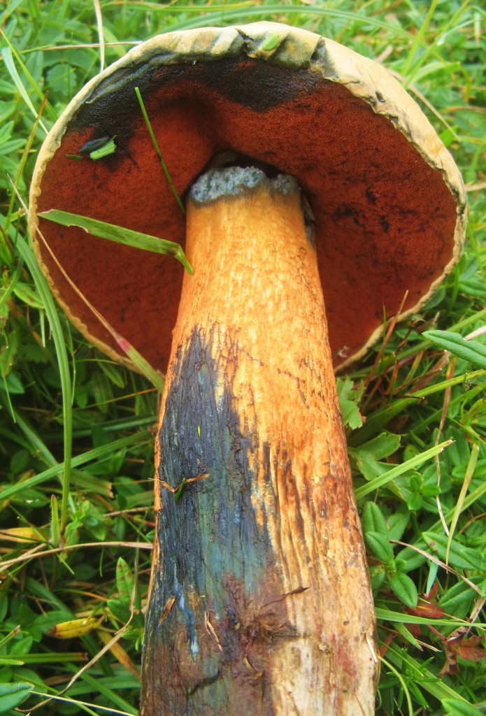 Lurid bolete - boletus luridus red foot bolete3 erythropus