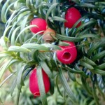 Yew berries Yew berries