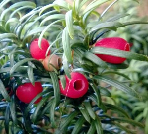 Yew - highly toxic, except for the berry flesh