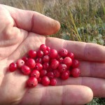 Wild cranberries