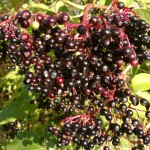 Elderberries Elderberries