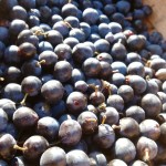 Sloes blooming Sloes